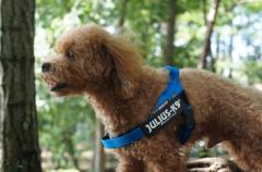 �|�C���g10�{ �@�\�����Q�n�[�l�X�yJulius-K9�z�����E�X�P�[�i�C���E�h�c�b�x���g�n�[�l�X Mini�T�C�Y�@���E���^���p�T�C�Y