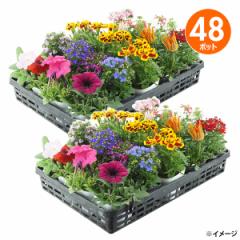 ���� �����w��s�� �G�߂̂��Ԃ��܂���48�|�b�g �ԕc �Z�b�g �K�[�f�j���O ����E�����z���s��
