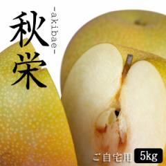 秋栄(あきばえ)5kg詰(16玉前後入) 鳥取県産 梨 なし 訳あり(ご自宅用) 二十世紀梨と幸水の掛け合わせ 送料無料(北海道・沖縄を除