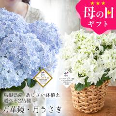 ��̓� �M�t�g �v���[���g �A�W�T�C �� �������� ���A�� �I�ׂ�2�i��i�u���؋��v�u���������v�j ���������i�k�C���E����������j 40�� 5