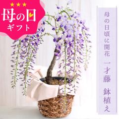 ��̓� �M�t�g �v���[���g �� ��˓� �� ���A�� ���������i�k�C���E����������j 40�� 50�� 60�� 70�� 80�� 90�� ��̓� �܂��Ԃɍ���