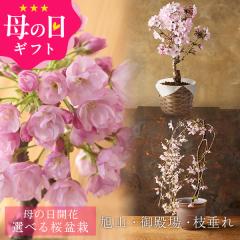 ��̓� �M�t�g �v���[���g �� ���~�� �I�ׂ�3�i��i�u���R�v�u��a��v�u�}����v�j ������~�� ���������i�k�C���E����������j 40�� 50