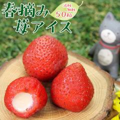 ���Ε� �~�M�t�g ������ �A�C�X �M�t�g �X�C�[�c �������� �v���[���g ���蕨 � �t�E��䕃A�C�X (50��) 