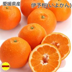 ���悩�� �󂠂� 5Kg �������� ���Q�� ���� �{���ɗ\�� L�T�C�Y 5kg ������ �M�t�g