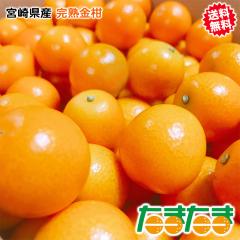 ���� ���񂩂� 3kg �������� �{�茧�Y ���܂��� ���n ���� L-3L�T�C�Y 3Kg ������ ���H�p ��܂Ŕ������� �M�t�g ������