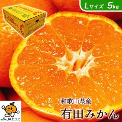 �݂��� 5kg �L�c �a�̎R���Y �L�c �݂��� �G�i L�T�C�Y 5kg AQ�I�ʏ� �������� �����p �M�t�g �݂��� 5Kg �a�̎R �L�c�݂��� ���Ε� �M�t