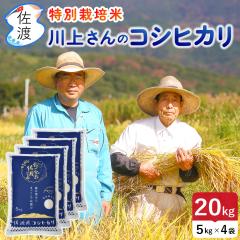 �ߘa7�N�Y ���n�Y�R�V�q�J�� 20kg ��コ��̃v���~�A���� ���ʍ͔|�� �_��E���w�엿5���� (����/����)(/������/7���Â��F�L��)�y���ʕ�