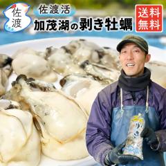 ���n�Y �������y 600g�i300g�~2�܁j���n�� �{�ԋ��܂���̈�Ă����Ό΂̉��y ���M�p �� ���Ⓚ �����g �ނ��g �J�L�t���C ����Ԃ���� 