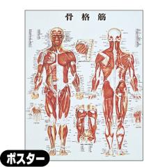 医道の日本社 人体解剖学チャート骨格筋 ポスター パネルなし(SR-116A