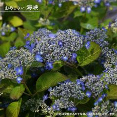 ���z�� ���}�A�W�T�C �y�C���z 3.5���|�b�g�c