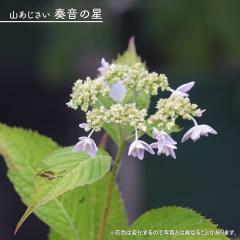 ���z�� ���}�A�W�T�C �y�t���̐� �i���ȂƂ̂ق��j�z 3.5���|�b�g�c