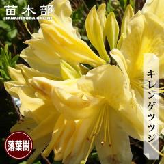 �L�����Q�c�c�W 3.5���|�b�g�c �y���̖؃V���[�Y�z