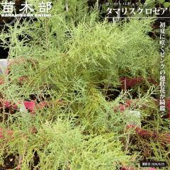 ���[���b�p�M�������E �y�^�}���X�N ���[�A�z 3.5���|�b�g�c