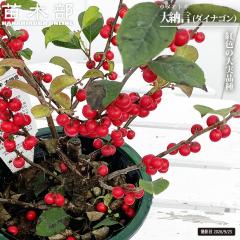 �E�����h�L �y��[���i�_�C�i�S���j�z 5�����A��