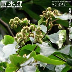 �y���̖؃V���[�Y�z �P���|�i�V 3.5���|�b�g�c