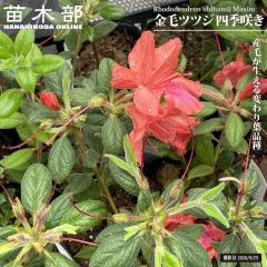 ���уc�c�W �y�l�G�炫�z 3���|�b�g�c