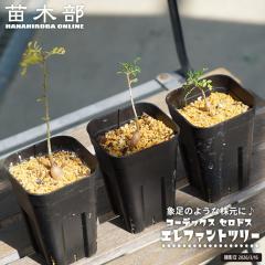 �R�[�f�b�N�X �y�Z�h���X�E�G���t�@���g�c���[�z ���� 3���|�b�g�c