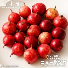 �W���{�`�J�o �y�j���[�s���N�z ���� 3���|�b�g�c