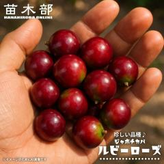 �W���{�`�J�o �y���r�[���[�Y�z ���� 3���|�b�g�c