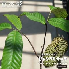 �A���m�i �y�W�����O���T�b�v�z ���� �����O�|�b�g��c