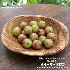 �W���{�`�J�o �y�E�H�[�^�[������(�X�C�J�W���{�`�J�o�j�z ���� 3���|�b�g�c