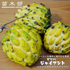�r���o �y�W���C�A���g��z Rollinia deliciosa �fGiant�f �����c 3���|�b�g