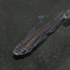 �i�߂����j�u���b�N���_�J�i��2.5-3cm�j�i�R�C�j