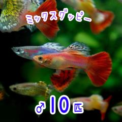 (�M�ы�)( �I�X�X��)�~�b�N�X�O�b�s�[�y�O���Y�z�@�I�X ���@�i�P�O�C�j