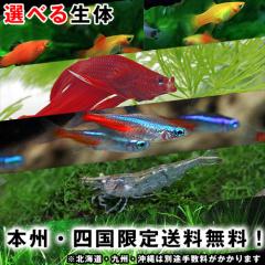 1000�~�|�b�L���@�{�B�E�l�����著�������@�I�ׂ�M�ы��@�����s�I���{�B�E�l���ȊO�̂��͂��͕ʓr�萔�������Z�����Ē����܂�