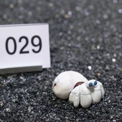 _@hĴƁ@v~A@1@ry029