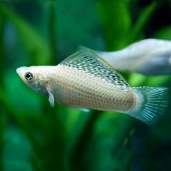 (�M�ы� ����)�V���o�[�Z���t�B�����[���[�@(��Tcm)(�P�y�A)