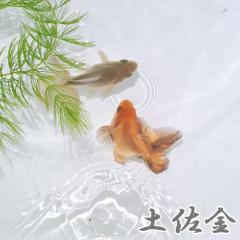 (���� ����) �y�����@�i��S-�Tcm)�i�P�C�j  �y����/�M�ы�/�Ϗ܋�/����z�y���́z�y�ʔ�/�̔��z�y�A�N�A���E��/�������肤�ށz 