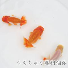 (���� ����)���Y�@��񂿂イ�@�i�T-�Ucm�O��j�i�P�C�j