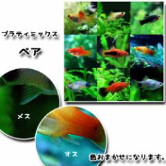 (�M�ы� ����) �~�b�N�X�v���e�B�@�i��Q-�Rcm�j�i�R�y�A�j  �y����/�M�ы�/�Ϗ܋�/����z�y���́z�y�ʔ�/�̔��z�y�A�N�A���E��/��������