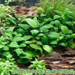 (����) ( �I�X�X��)�A�k�r�A�X�i�i�@�|�b�g �i�T�|�b�g�j  �y����/�M�ы�/�Ϗ܋�/����z�y���́z�y�ʔ�/�̔��z�y�A�N�A���E��/�������肤