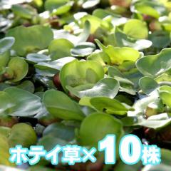 (����) �z�e�C�A�I�C�@�i�P�O���j  �y����/�M�ы�/�Ϗ܋�/����z�y���́z�y�ʔ�/�̔��z�y�A�N�A���E��/�������肤�ށz 