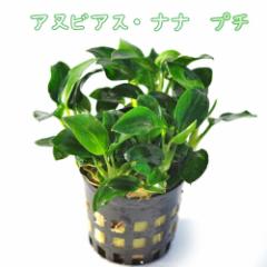 (����) �A�k�r�A�X�i�i�@�v�`�@�i�P�|�b�g�j  �y����/�M�ы�/�Ϗ܋�/����z�y���́z�y�ʔ�/�̔��z�y�A�N�A���E��/�������肤�ށz 