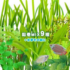 (����) ���܂��������@�O�i�`��i�@������MIX�i�~�b�N�X�j�@�i�X��j�{�������̑O�Ɂi�P�j�I�@�O�i�`��i�܂Ńo�����X�ǂ��������I�X�X