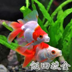 (���� ����) ���Y�@�ѓc�����@��΁@�X�с@�i��X-�P�Ocm)�i�P�C�j  �y����/�M�ы�/�Ϗ܋�/����z�y���́z�y�ʔ�/�̔��z�y�A�N�A���E��/
