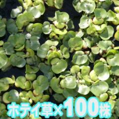 (����) �z�e�C�A�I�C�@�i�P�O�O���j  �y����/�M�ы�/�Ϗ܋�/����z�y���́z�y�ʔ�/�̔��z�y�A�N�A���E��/�������肤�ށz 
