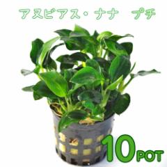 (����) �A�k�r�A�X�i�i�@�v�`�@�i�P�O�|�b�g�j  �y����/�M�ы�/�Ϗ܋�/����z�y���́z�y�ʔ�/�̔��z�y�A�N�A���E��/�������肤�ށz 