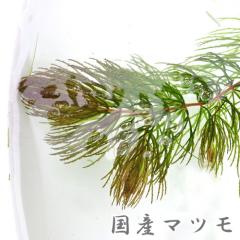 (���� ����) ���Y�}�c���@�i�P�O�{�j  