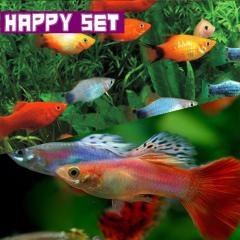 (�M�ы��Z�b�g)�y�n�b�s�[�Z�b�g�z�~�b�N�X�O�b�s�[�i��Rcm)(�R�y�A) �{ �~�b�N�X�v���e�B�i��Q-�Rcm)(�S�C)  �y����/�M�ы�/�Ϗ܋�/��