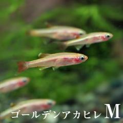 (�M�ы� ����) �S�[���f���A�J�q���i�l�T�C�Y�@��P-�P.�Tcm�j�i�P�O�C�j  �y����/�M�ы�/�Ϗ܋�/����z�y���́z�y�ʔ�/�̔��z�y�A�N�A��