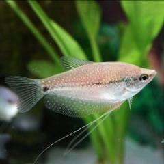 (�M�ы� ����) �p�[���O���~�[�@�i��Tcm�j�i�R�C�j  �y����/�M�ы�/�Ϗ܋�/����z�y���́z�y�ʔ�/�̔��z�y�A�N�A���E��/�������肤�ށz 