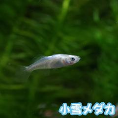 (�߂���) ����(���䂫)���_�J�@�i�P�C�j  �y����/�M�ы�/�Ϗ܋�/����z�y���́z�y�ʔ�/�̔��z�y�A�N�A���E��/�������肤�ށz 