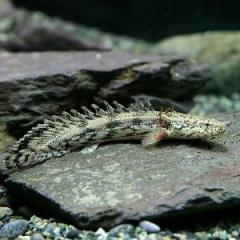 熱帯魚)ポリプテルス エンドリケリー （約6cm)(1匹)の通販はau PAY