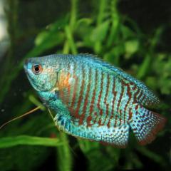 グラミー Gourami お店のカテゴリ 熱帯魚通販のネオスネットショッピング 通販はau Pay マーケット