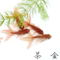 (���� ����) �����@�i�T-�Ucm�O��j�i�P�C�j  �y����/�M�ы�/�Ϗ܋�/����z�y���́z�y�ʔ�/�̔��z�y�A�N�A���E��/�������肤�ށz 