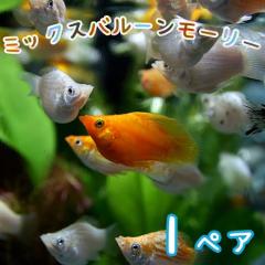 (�M�ы� ����) �~�b�N�X�o���[�����[���[�@�i�����Y�ŐF���قȂ�܂��B�j�i�P�y�A�j  �y����/�M�ы�/�Ϗ܋�/����z�y���́z�y�ʔ�/�̔��z
